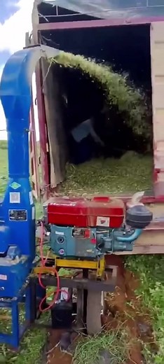 Hay cutter. #haycutter #chaffcutter #corngrinding #pellet #granulator #pelletmachine #cattlefeeding