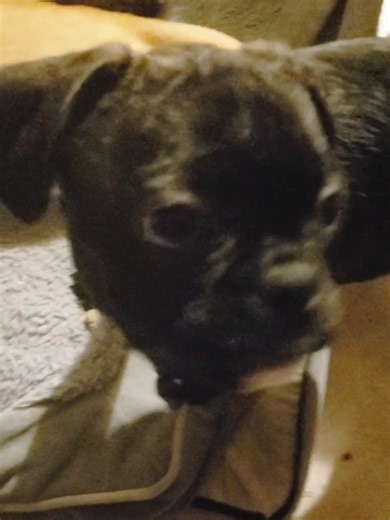 Snoop Dogg puppy with Sling Blade drive thru biscuits scene Bugg Puppy - Pug & Boston Terrier #puppiesoftiktok #genx #slingblade #snarkypuppy #billybobthornton cute funny pet video Got Any Biscuits?