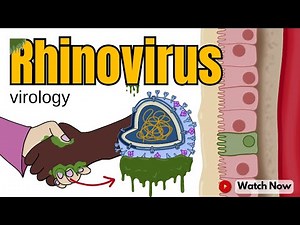 Rhinovirus: How This Virus Makes You Feel Under the Weather | Virology 101 Animated Video
