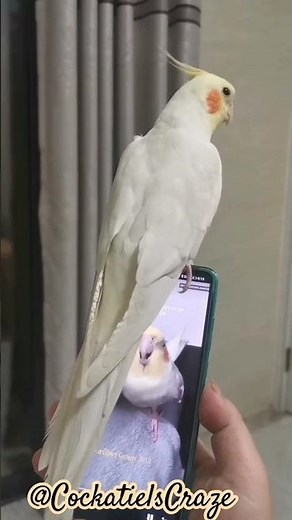 Cockatiel singing and dancing on cookie song 🍪🎵