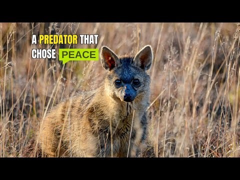 Nature Made a Predator… That Eats Bugs