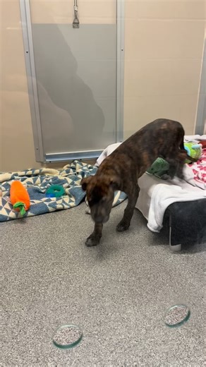 ADOPTED: We all want Hot Dog real bad, too! 🌭 Little Hot Dog is ready to go off to his new home! Come see him this week. #puppy #cutepuppy #funny #adopt #puppies | Seattle Humane