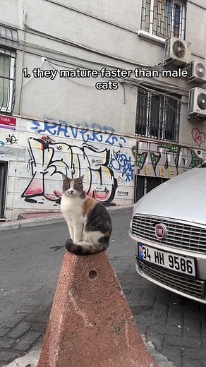 Six facts about female cats ✨