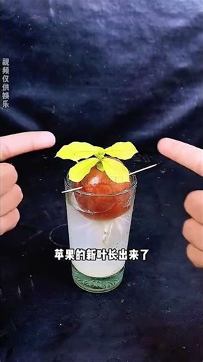 How to Sprout an Apple in Water - Easy DIY