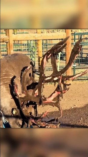 This Is How Deer Clean Their Antlers in the Wild