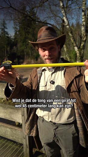 Zo lang is de tong van een giraffe! 🦒| DierenPark Amersfoort