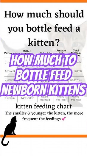 How Much to Bottle Feed a Kitten
