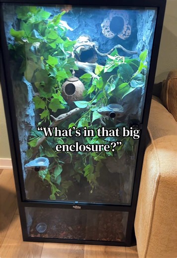 Exploring the Gargoyle Gecko's Enclosure