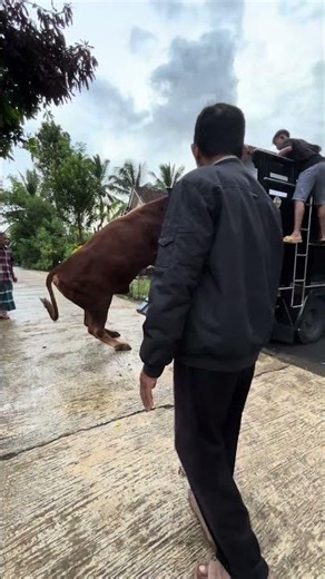 prosess pengambilan sapii jumbok