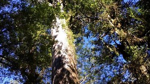 Suhu Bumi Tercatat Makin Panas, Google Buat Aplikasi Pemetaan Pohon untuk Bantu Sejukkan Kota - Tribun Travel