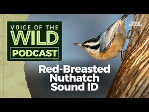Episode 75: Red-breasted nuthatch – Voice of the Wild