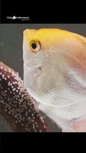 Freshwater Angelfish Breeding 🐠