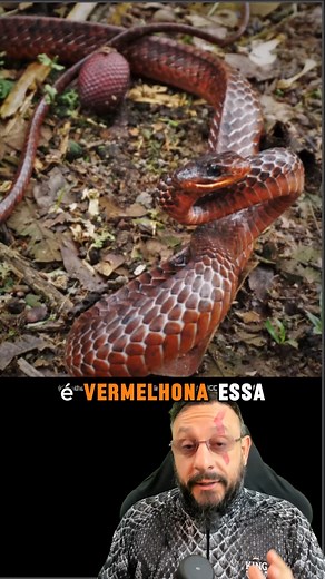 Cobra vermelha na beira do rio, conhecida como Surucucu-facão #serpente #chironius #surucucufacao #cobravermelha #pesca | Biólogo Henrique o Biólogo das Cobras