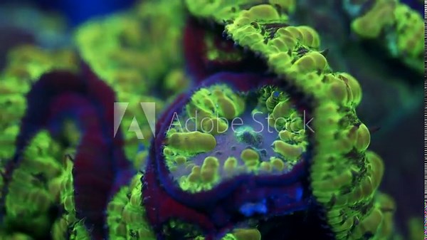 Timelapse macro of Blastomussa coral feeding under actinic lighting, showing ultra green outer flesh with blue textures, exposing purple flesh with a deep blue glow effect during feeding Stock-Video