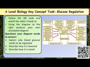 A Level Biology: Regulation of Blood Glucose Lesson & Activities | Teaching Resources