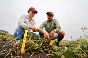 Virginia Tech research team works across disciplines to boost U.S. edamame production