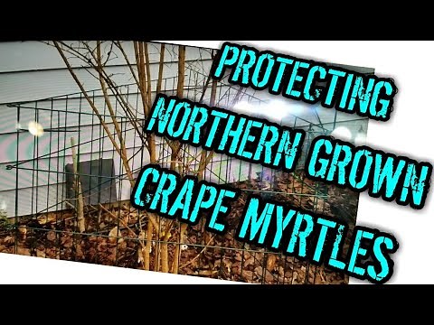 Crape Myrtle Winter Protection