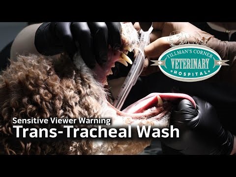 Trans-Tracheal Wash: TCVH Service