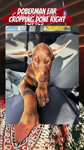 How to get a beautiful ear crop on a Doberman #dobermans #earcrop #newpuppy #howtoknow #puppy #dogs