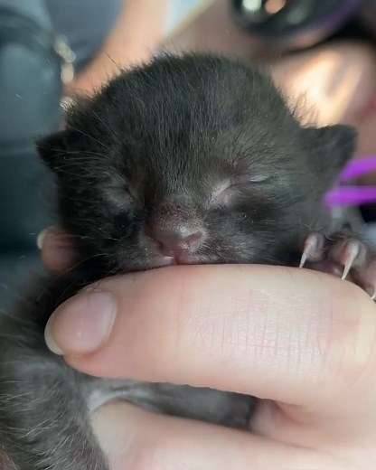 Please send help, I’m being eaten alive by a very small carnivore. ❤️🥰 Fostering kittens/cats in the area of Chicago Credit : themarigoldkittencrew ,on instagram | Catspage for catlovers from all around the world