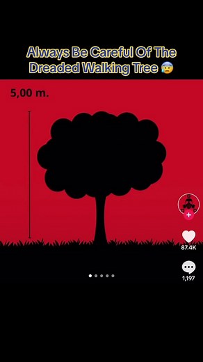 IdkSterling (@idksterling)’s video of walking palm tree timelapse