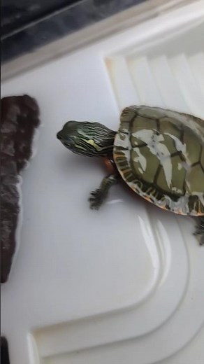 Dinner Time for Baby Painted Turtle