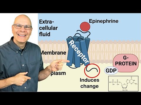 Epinephrine and G-Protein Coupled Receptor Systems: Essential Cell Signaling for AP Bio