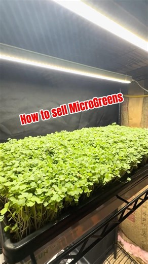 Where Do You ACTUALLY Sell Microgreens? #microgreens #gardening