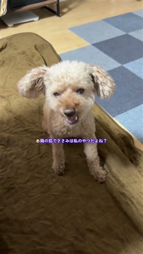 ごはんを食べないワンコの対処法#夜ごはん #dog #tiktok #poodle