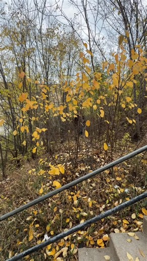 😳🪾💨 Ian’s trap failed, and now something never seen before is on its way to the courtyard creep’s crime scene. Is our detective hot on the trail through the trees and thorns—or running for his life? Find out tomorrow morning. 👀 #Fall #Teaser #ComingSoon #Coffee #Mystery #PumpkinHead #Detective #CrimeScene #JavaRiver | Java River Coffee Shop