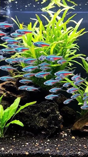 🤯 CRAZY Fish in Aquarium?! You Won't Believe This! 🐠😲 #fish #aquarium