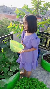 10K views · 953 reactions | Enjoying cucumber harvesting 珞刺 #garden #gardeningtips #organicgardening #fbreels #instareels #reelitfeelit #viralreels #jaipur #pritishiya | Pritishiya Yadav | Facebook