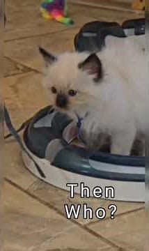 Cuddly Cute Silly Ragdoll Kittens. #kitten #cat #ragdolls #everyone #silly