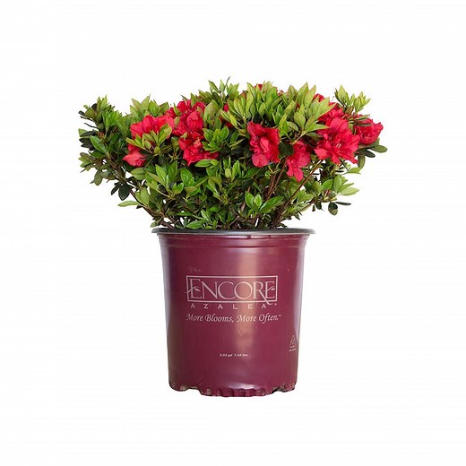 Autumn Fire Encore Azalea | Shop Online