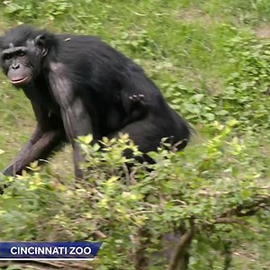 1M views · 5K reactions | Exploring the outside world!  The Cincinnati Zoo's 1-week-old baby bonobo went outside for the first time today. | WLWT | Facebook