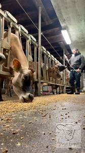 I know I’m like a broken record but whenever I read or hear about stanchions and how abusive it is to use them on cattle I just roll my eyes. | TDF Honest Farming