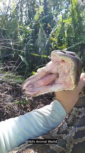 facts about pythons _ amazing facts about python #pythonsnake #shorts | Abhi Animal World