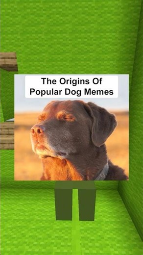 The Origins Of Popular Dog Memes