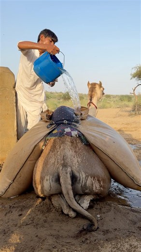 💦🐪 الصغير يعمل بجد لتأمين الماء في قلب الصحراء! 🌞🌵