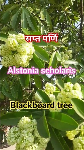 #saptaparni #alstonia_scholaris#blackboard tree#milk_tree#devil_tree#gardening#nature #herbalife