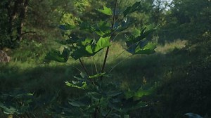 Green Maple Leaves Sway Wind Setting Stock Footage Video (100% Royalty-free) 3497565037 | Shutterstock