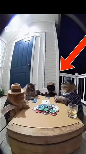 Top 5 Funniest Cat Videos Ever!🐱