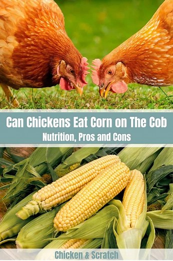 Can Chickens Eat Corn on The Cob? (Nutrition, Pros and Cons)