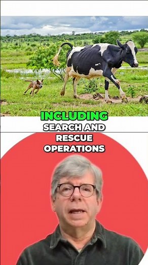 Australian Cattle Dogs: Endurance, Intelligence, and Unwavering Work #shorts