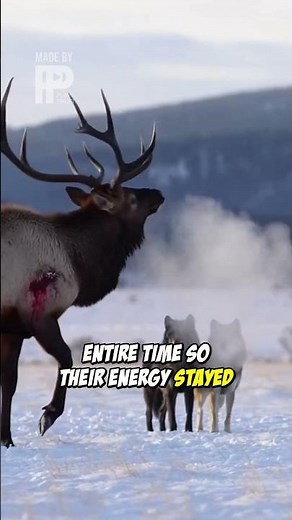 Epic Wolf Pack Hunt: GoPro Captures Every Moment!