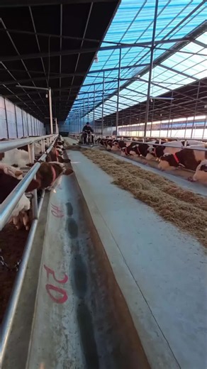 modern cow farm 😍😍😍 #cowfarm #modern #farming #fyp #tiktokgrowthchallenge