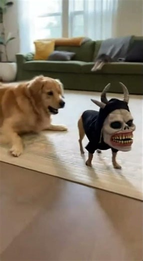 Funniest Dog Reaction to Spooky Mask Ever