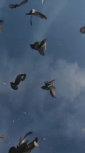 Nine-year-old Harry from Newcastle teamed up with his father to rear and train a team of racing pigeons 🐦🐦 You can hear more about his story on We Are England at 19:30 GMT on BBC One and BBC iPlayer - https://bbc.in/3F000L2 | BBC North East