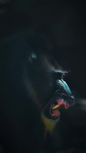 Magnificent Mandrill Wildlife Moments