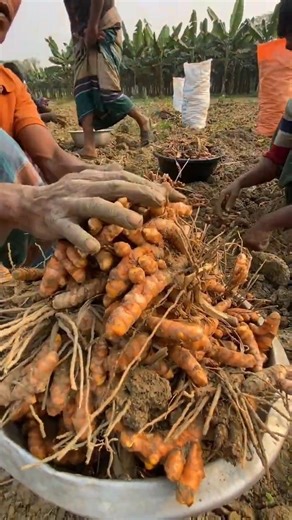 Golden Spice! How Turmeric Powder Is Made | Natural Village Method